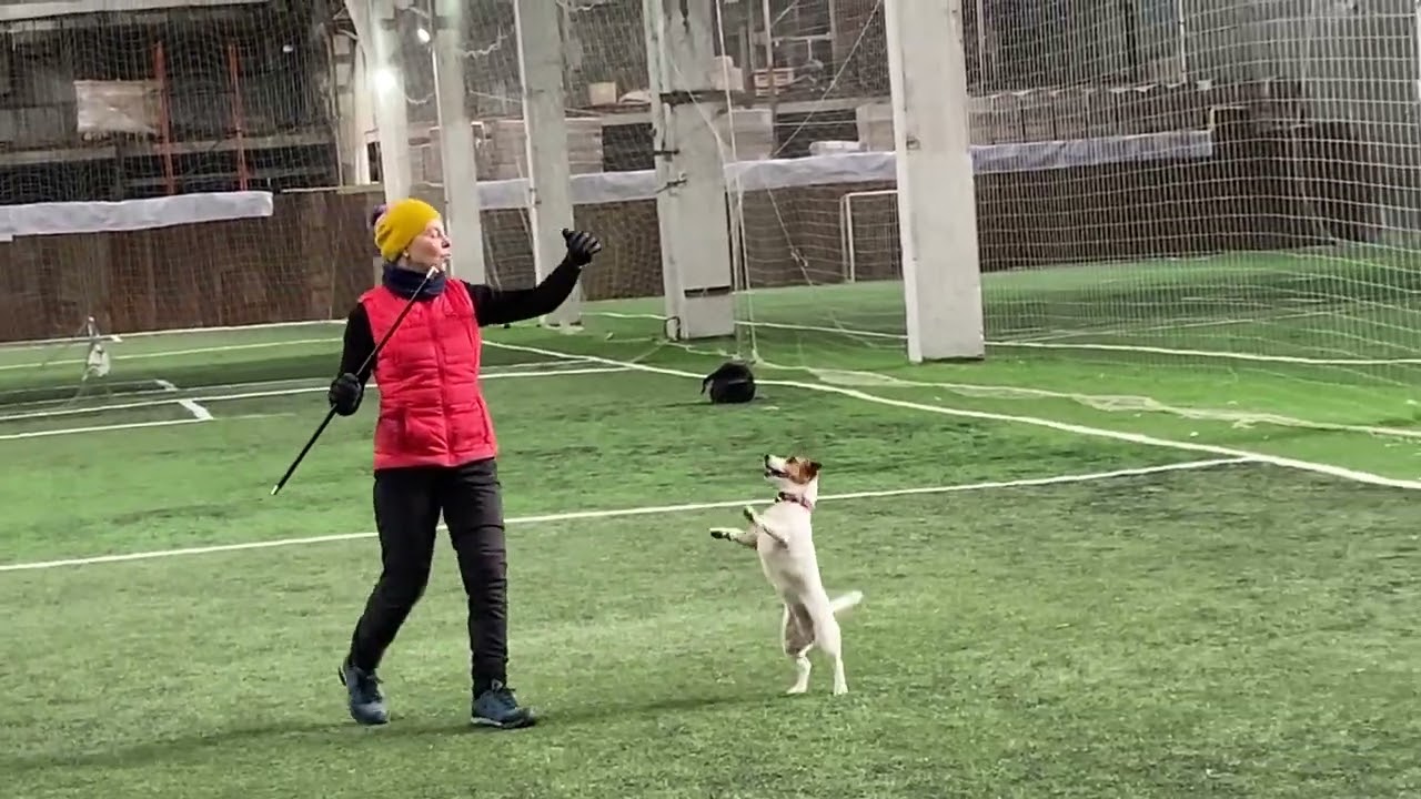 Как научить собаку командам Дрессировка собаки Танцы с собакой Терра Элементы 21.03.2022 г.