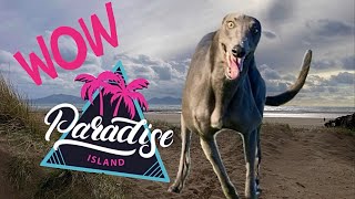 GREYHOUND blasts across Newborough Beach and discovers amazing Llanddwyn island