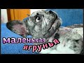 Роскошный щенок Французского бульдога: распаковка игрушек для собак, 2 часть.