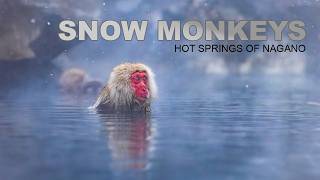 Capturing Japan’s Snow Monkeys with Canon Photographer Tommy Joyce