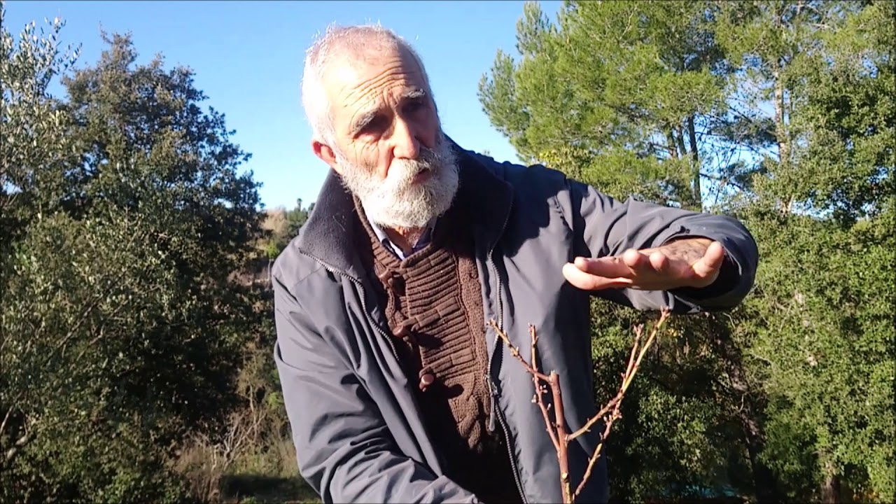 Poda de frutales con Santi Soto