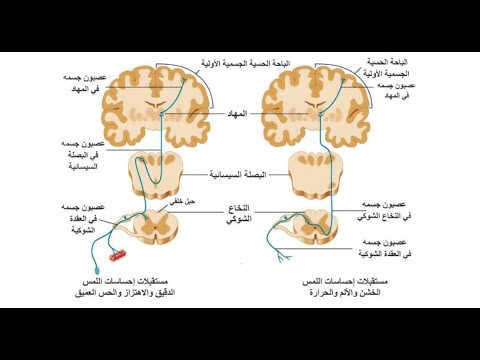 الدرس الثامن وظائف الجهاز العصبي المركزي 1 المسالك الحسية بكالوريا سوريا 2024