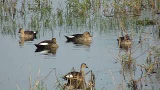 Spotbilled Ducks' Serene Swim