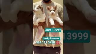 Husky blue eye wollycoat puppys 9841115738 7010130335