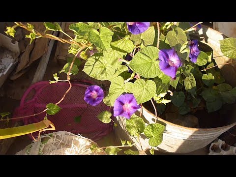 نبات متسلق البتونيا البواري طريقة زراعته وازهاره الملونة Planting petunias