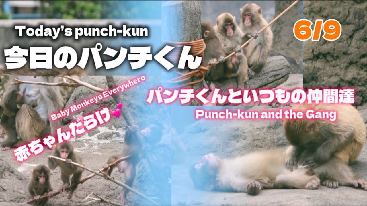 2026/6/9【癒しMAX】パンチくん、いつもの仲間たちと大はしゃぎ