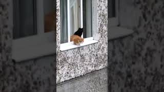 Коти, не прыгайте!! lebiga