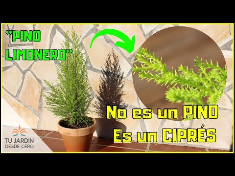 Vídeo: Cypress Cupressus - Cuidado En El Hogar