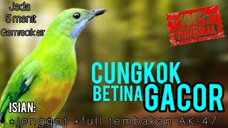 🔴TERHEBAT CUNGKOK BETINA TEMBAKAN AK-47 & TEMBAKAN JENGGOT