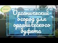 Органический буфет. Органический огород для для кафе-пекарни Жито. Филиппова Евгения.