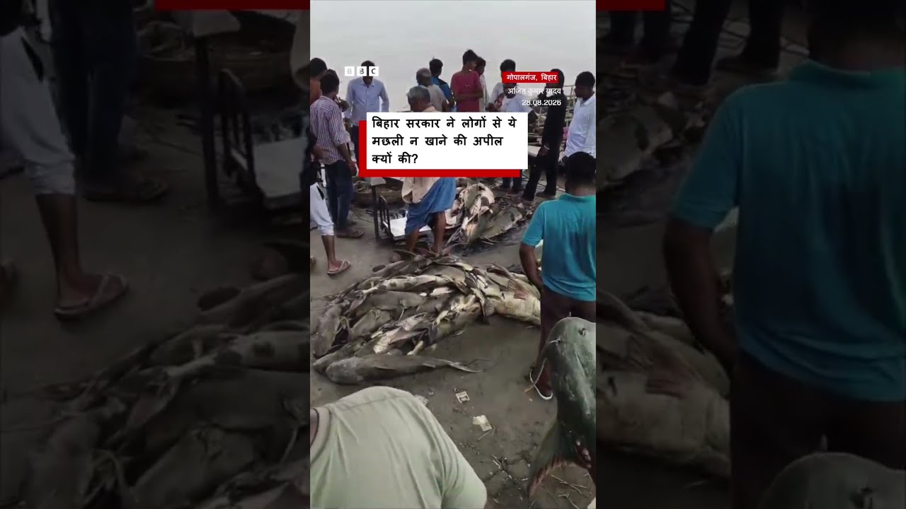 Nepal से बाढ़ के पानी में बहकर Bihar पहुंच रहीं इन मछलियों के बारे में सरकार की अपील (BBC Hindi)