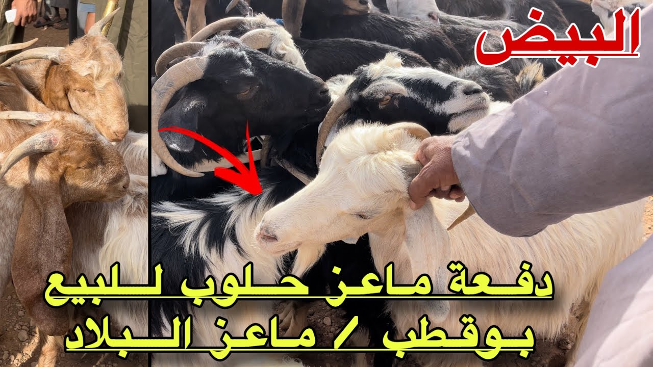 دفعة ماعز حلوب و جديان جديدة للبيع من بوقطب إتصل الأن هنا البيض 🐐🐐🐐