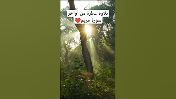تلاوة جميلة و هادئة لأواخر سورة مريم❤️ «و وَقَالُوا اتَّخَذَ الرَّحْمَنُ وَلَدًا »