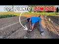 Trapiantare i pomodori il metodo dei solchi