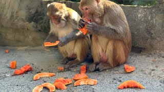 Feeding papaya and watermelon to Beautiful monkey families and helping stray dogs