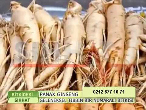 Video: Ginsengin juuren kuivaaminen – vinkkejä ginsengin kuivaamiseen ja säilytykseen