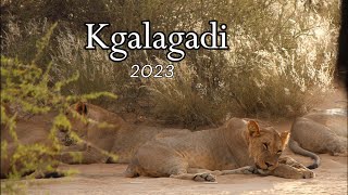 Kgalagadi Roadtrip 2023