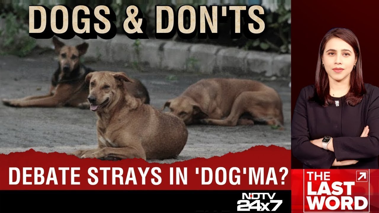 Delhi NCR Stray Dog | SC Order On Stray Dogs: Tough Or Timely?