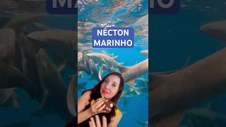 AMIMAIS MARINHOS que NADAM  #curiosidades #biologia #oceano