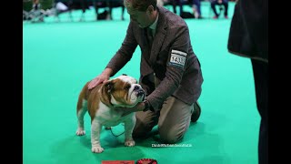 Crufts 2023  Bulldog  Dog open class