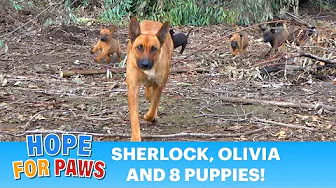 A GPS tracker on an injured dog led us to a den full of puppies! 🛰️🐕