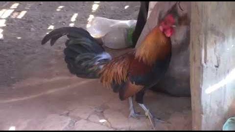 noob qaib qus pom 3 qua zoo nyob sab luangprabang qaum teb 21/3/2019