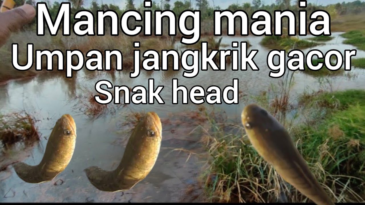 Mancing mania umpan jangkrik gacor 