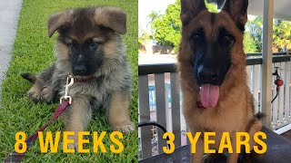 German Shepherd Puppy Growing Up - 8 Weeks to 3 Years by The Flying Tea Rex 9,561 views 2 years ago 7 minutes, 21 seconds