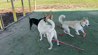 7/7/2026 #shelterdog #playgroup with puppy Hercules Chloe Kimbo Banana Peatrie #puppy  Willie