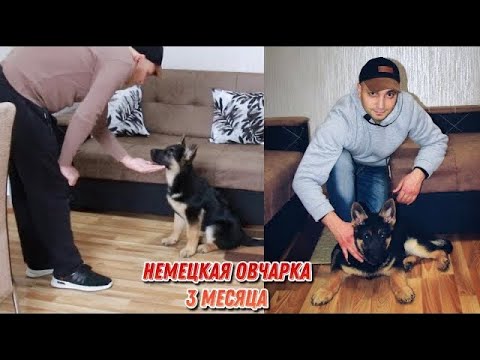 Какие команды должен знать щенок немецкой овчарки в 3 месяца | Немецкая овчарка Арчи