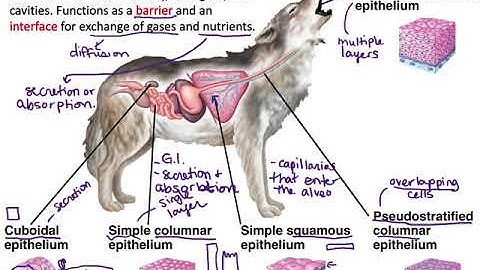 Intro to Animal Structure and Function Pt 2