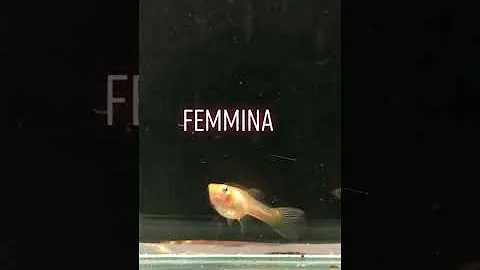 Come si distingue una maschio da una femmina nella specie guppy?
