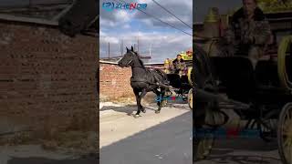 Horse Drawn Carriage