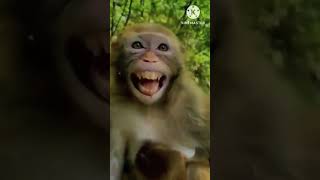 Monkey Reaction