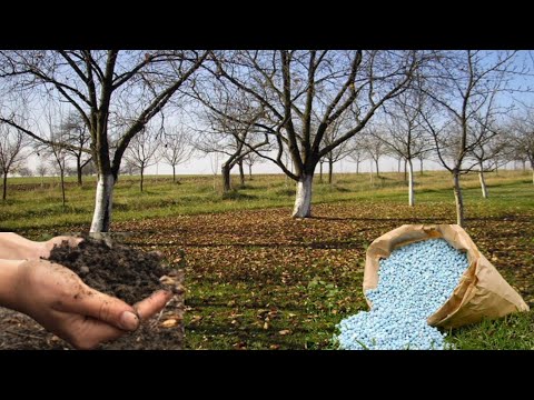 Video: Koje gnojivo sadrži bor?