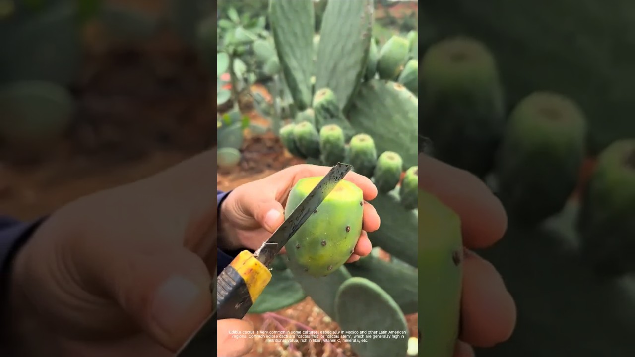 Edible cactus 