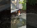 Everyone’s heard of Chicken Run… but this rooster actually runs — in sneakers!