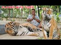 Playing with the real tiger in phuket thailand 