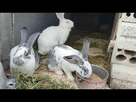 نظام التربية الأرضية للأرانب