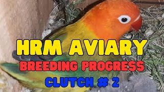 Breeding Progress Clutch # 2 | #HRMAviary #lovebird #breeding