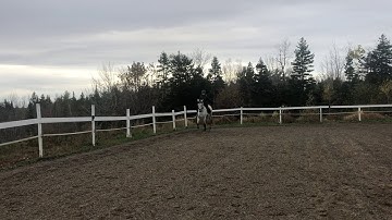 Canter half pass left