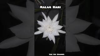 Download Lagu Bunga Wijaya Kusuma #mekar #merekah #shorts MP3