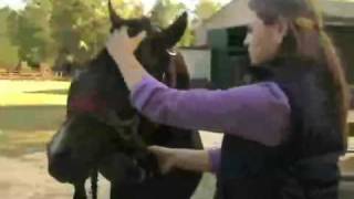 Insta Hot Equine Portable Washing System