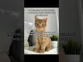 their genetics, behavior, and why 80% are BOYS #orangecat #catfacts #gingercat #catsoftiktok