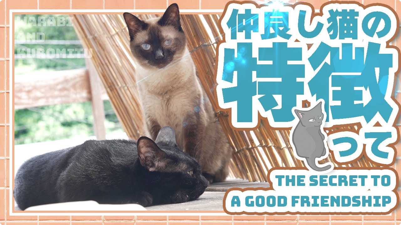 仲良し猫の特徴って Youtube