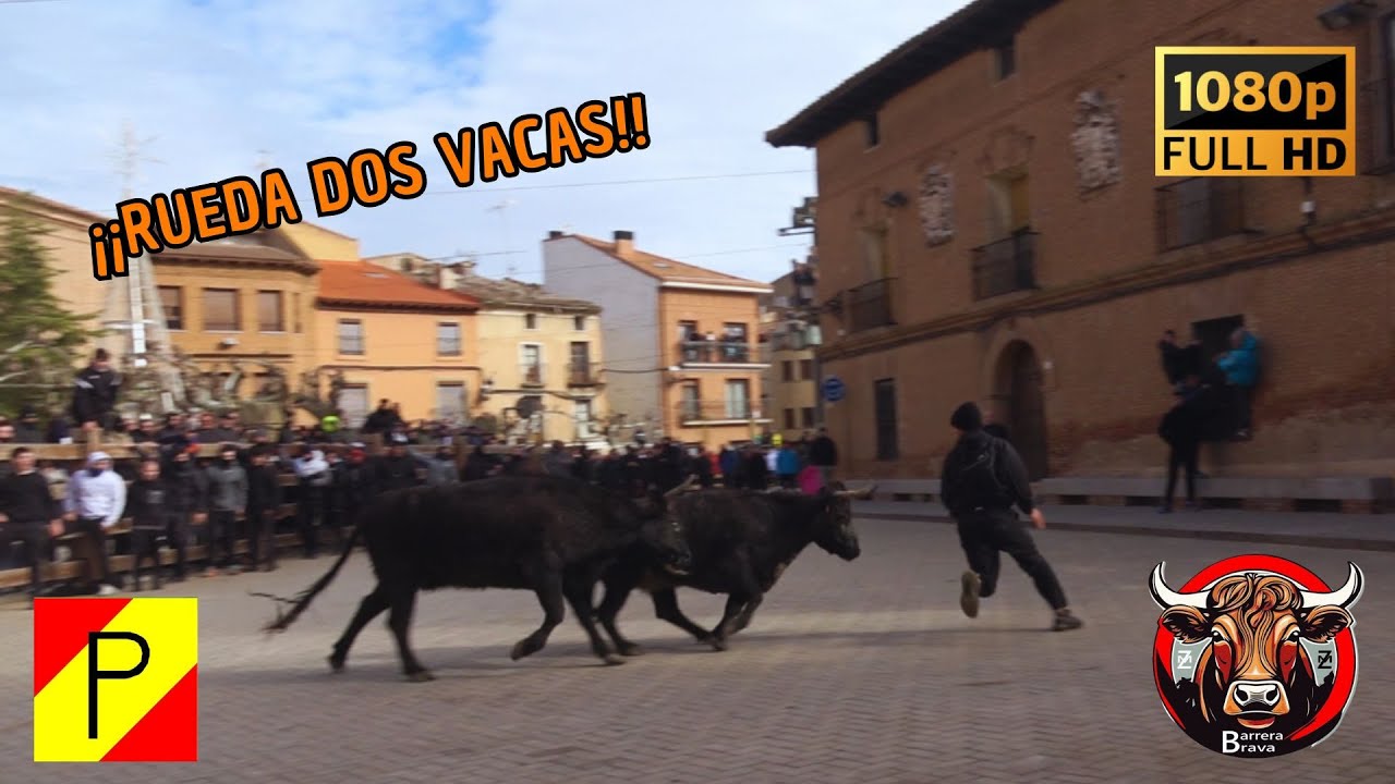 Aldeanueva de Ebro. Vacas en Calle | 04/01/2026 | Ganad. Pedro Domínguez
