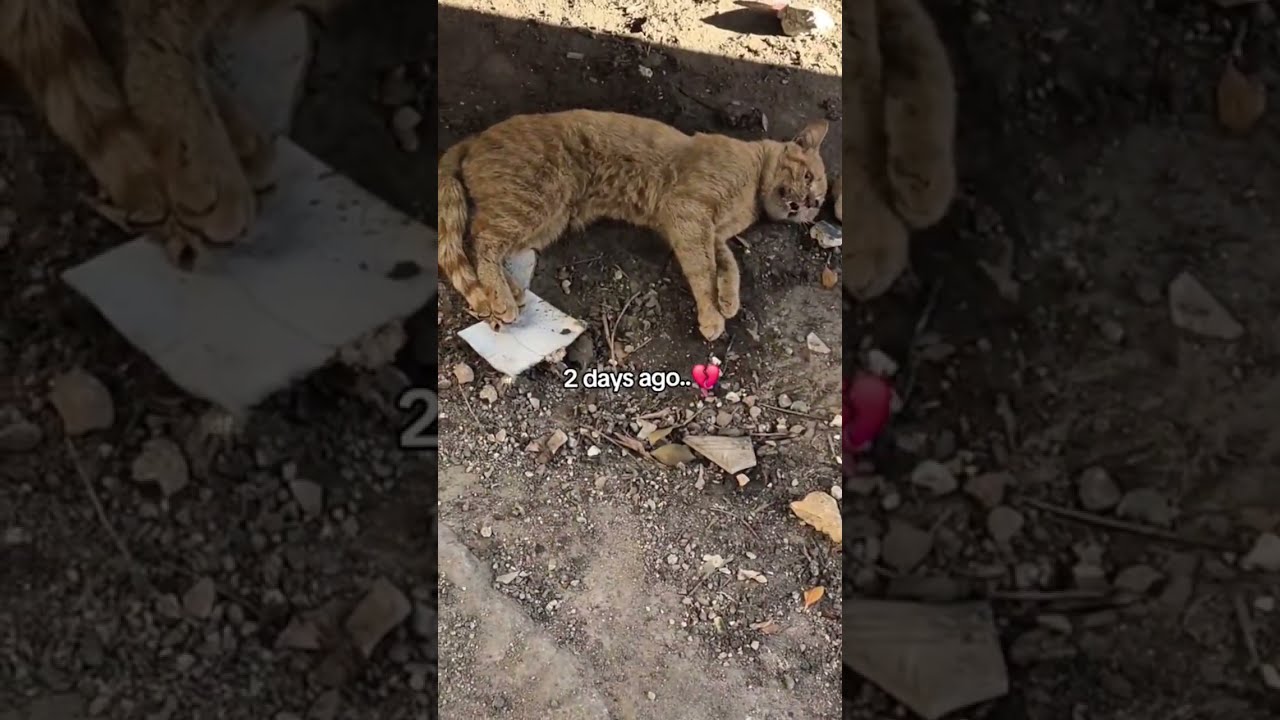 Heartbreaking Before And After A Stray Cat S Life Shorts
