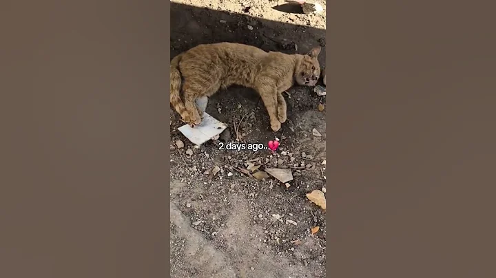 Heartbreaking before and after -A Stray Cat's Life💔 #shorts