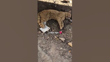 Thumbnail of Heartbreaking before and after -A Stray Cat's Life💔 #shorts