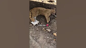Heartbreaking Before And After A Stray Cat S Life Shorts 